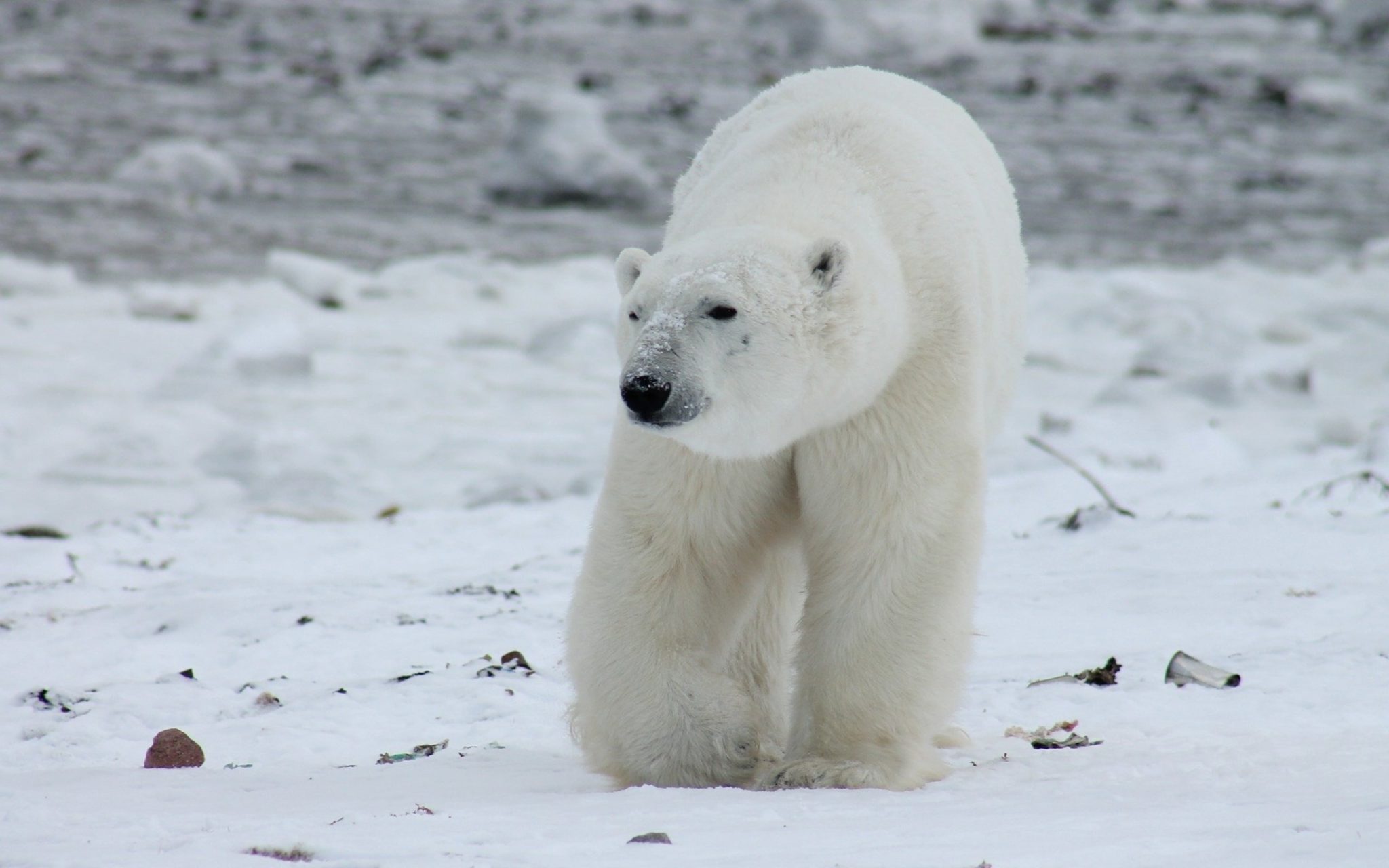 Características del clima polar Que Características Características del clima polar Que Características